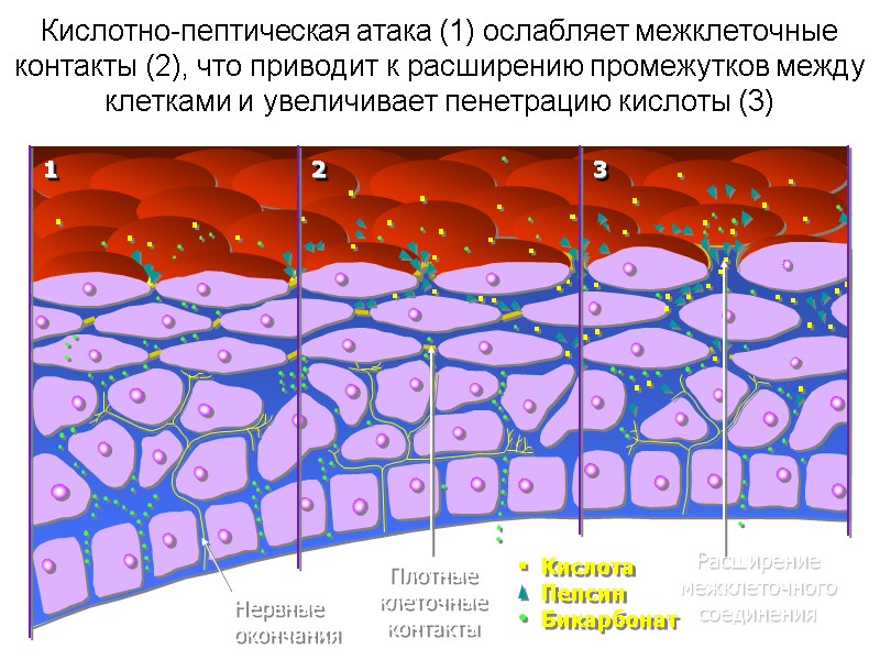 Кислота Пепсин Бикарбонат Нервные окончания 1 2 3 Плотные клеточные контакты Расширение межклеточного соединения